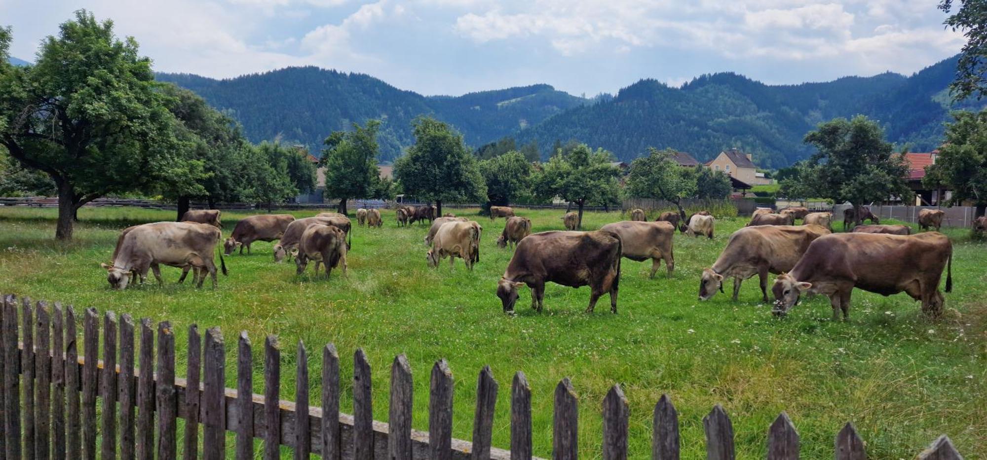 Flat Bull Appartement Mit Garten Sankt Lorenzen bei Knittelfeld Kültér fotó
